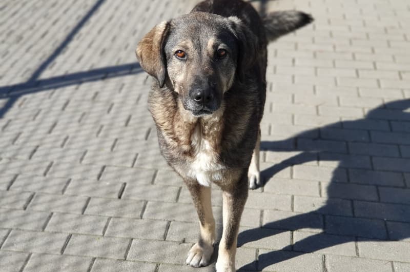 Lolek und bolek - Rhodesian Ridgeback, Deutsche Dogge - Bild 1