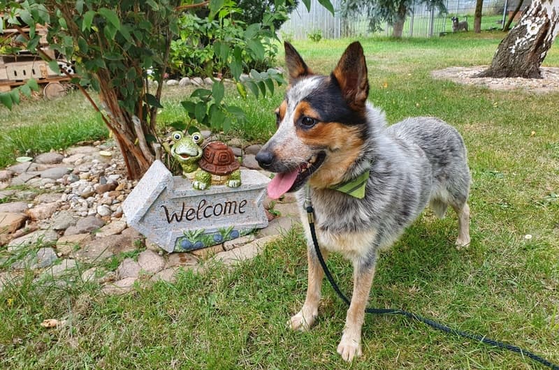 Sally - Australian Cattle Dog - Bild 1