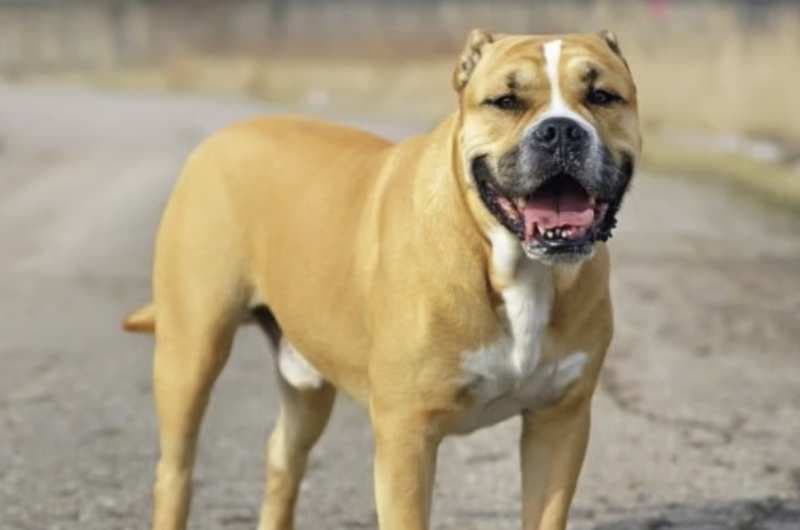 American Staffordshire Terrier-Mix Snookers