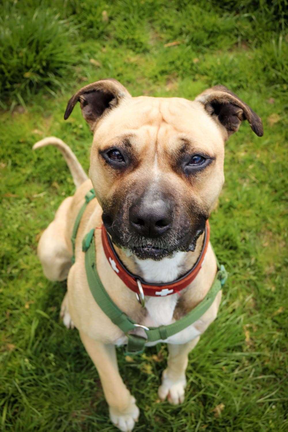 Snookers - American Staffordshire Terrier - Bild 3