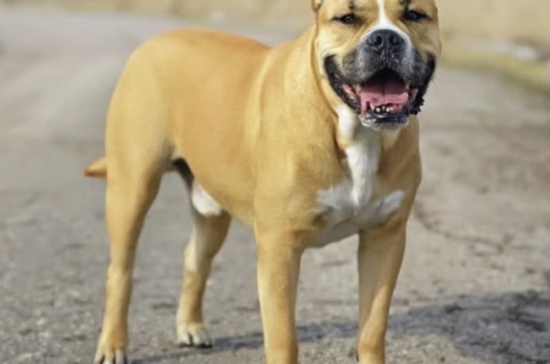 Snookers - American Staffordshire Terrier - Bild 4