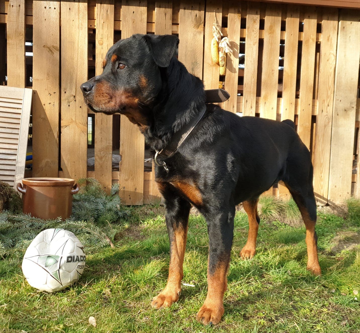 Tyson - Rottweiler - Bild 3