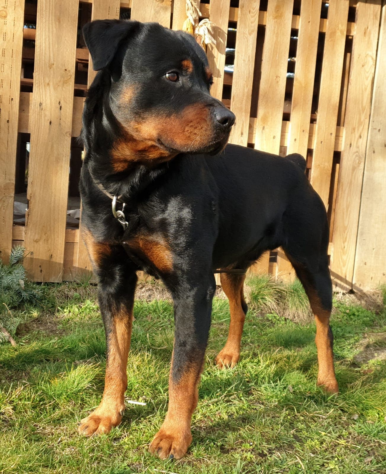 Tyson - Rottweiler - Bild 4