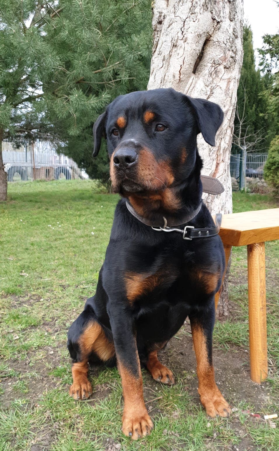 Tyson - Rottweiler - Bild 5
