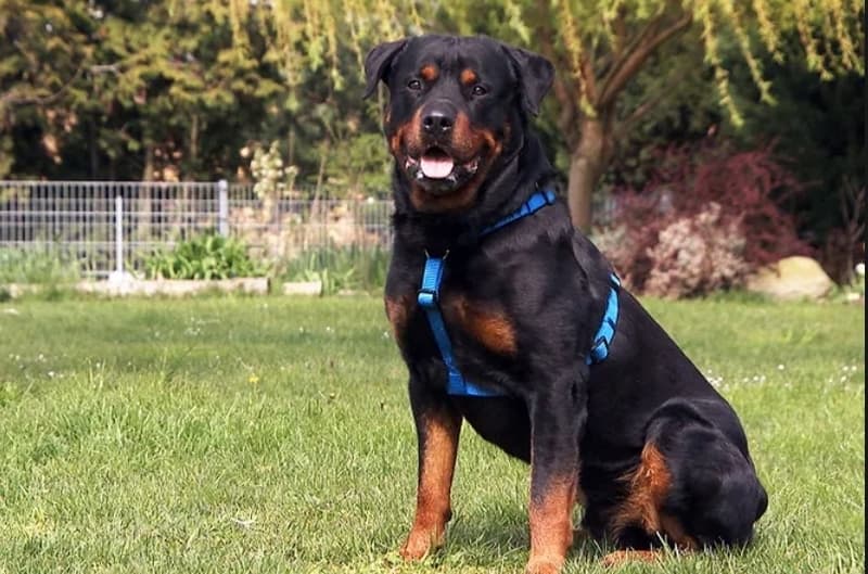 Tyson - Rottweiler - Bild 1