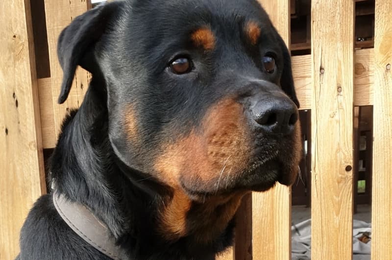 Tyson - Rottweiler - Bild 9