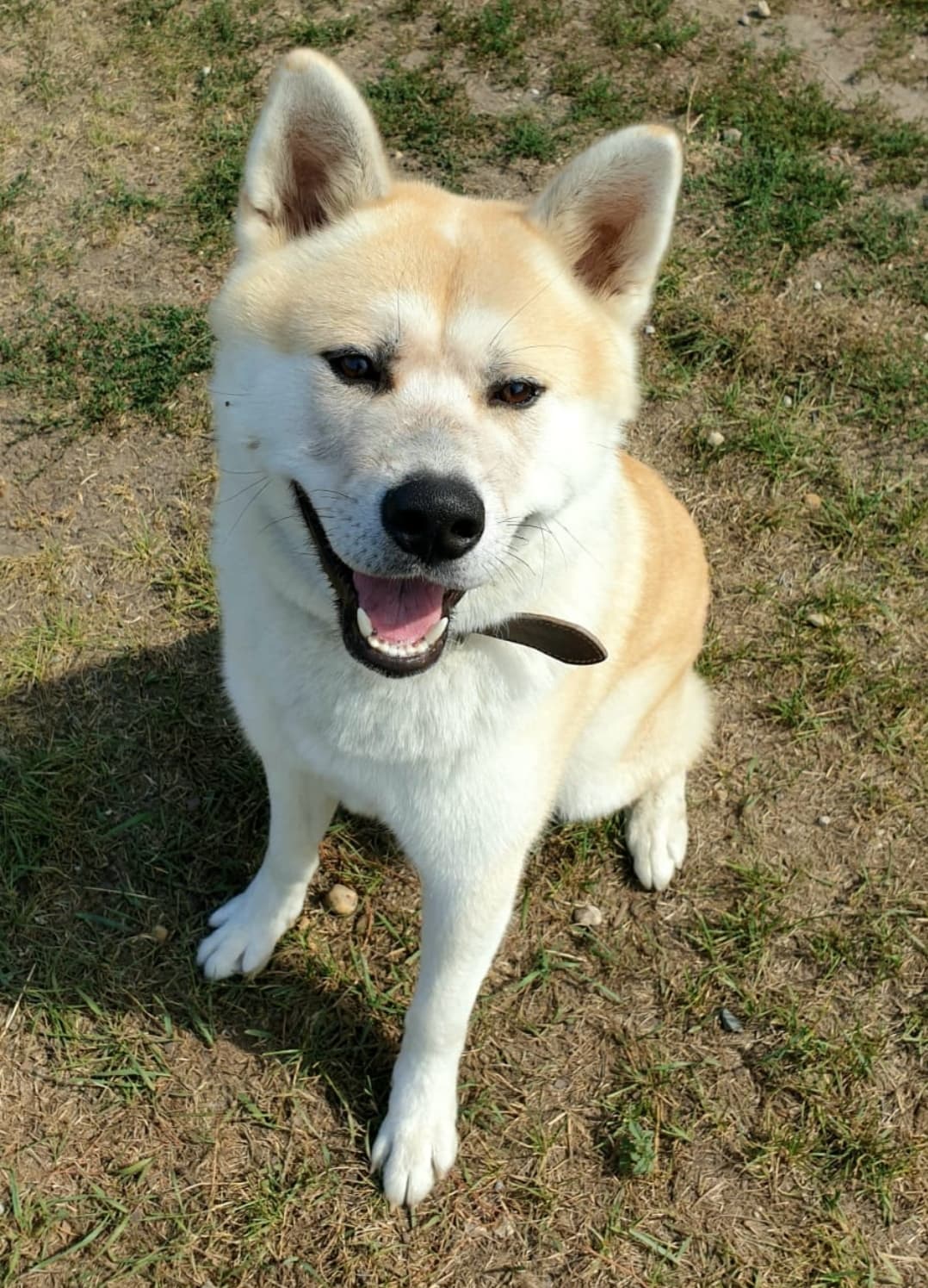 Ates - Akita - Bild 2