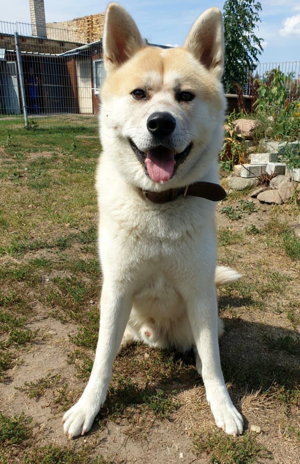 Ates - Akita - Bild 3