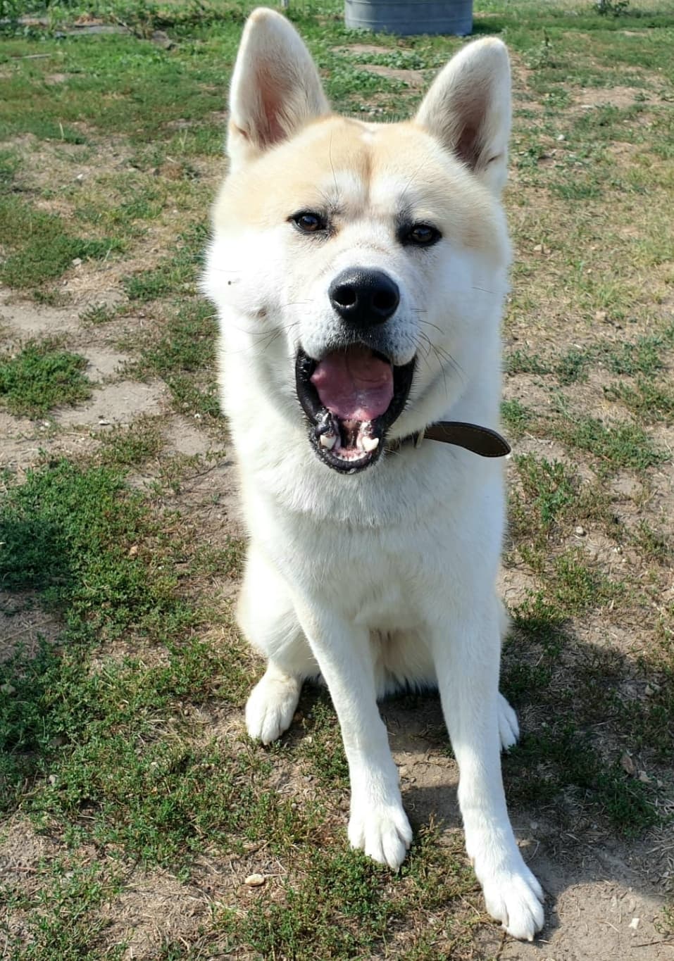 Ates - Akita - Bild 5