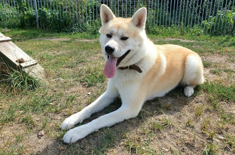Ates - Akita - Bild 1