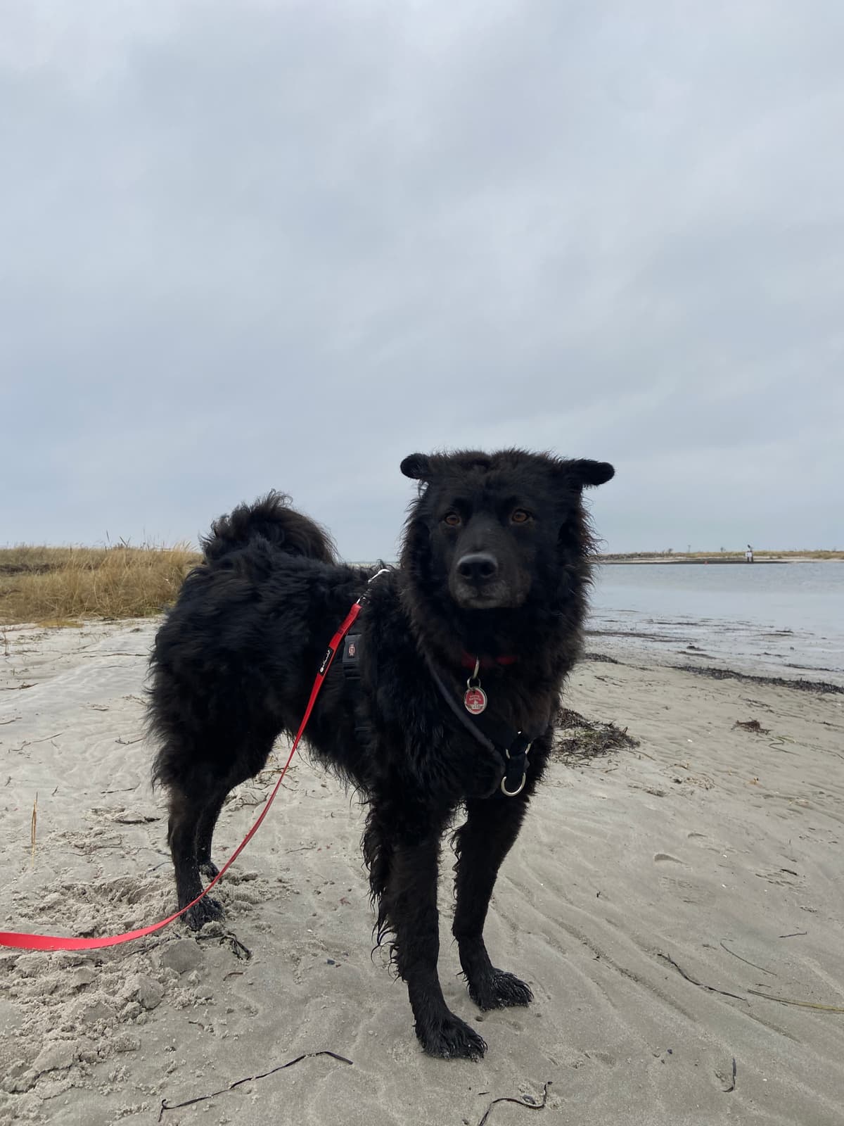 Carlo - Deutscher Schäferhund - Bild 2