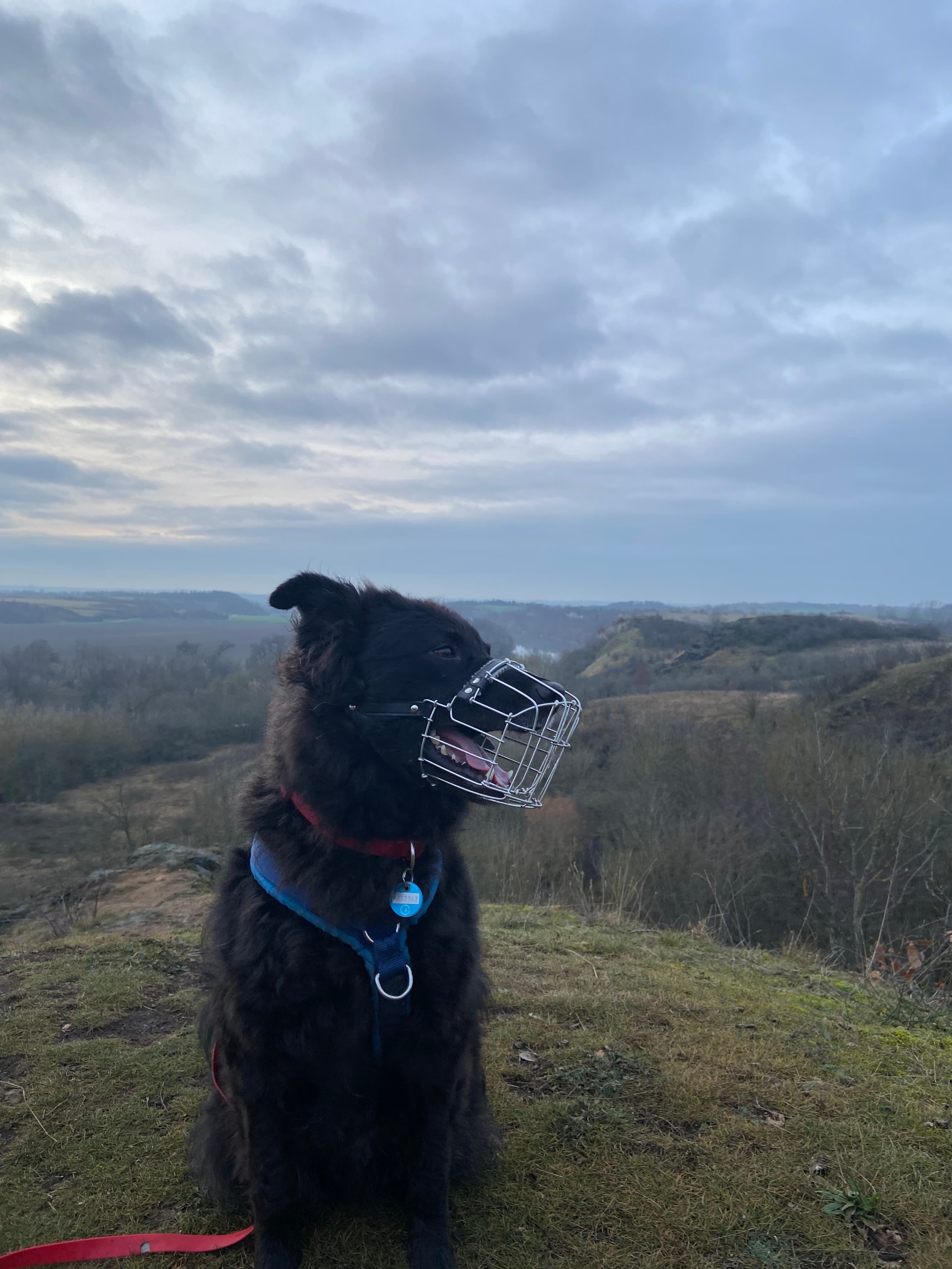 Carlo - Mudi, Deutscher Schäferhund - Bild 3