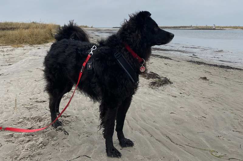 Deutscher Schäferhund-Mix Carlo