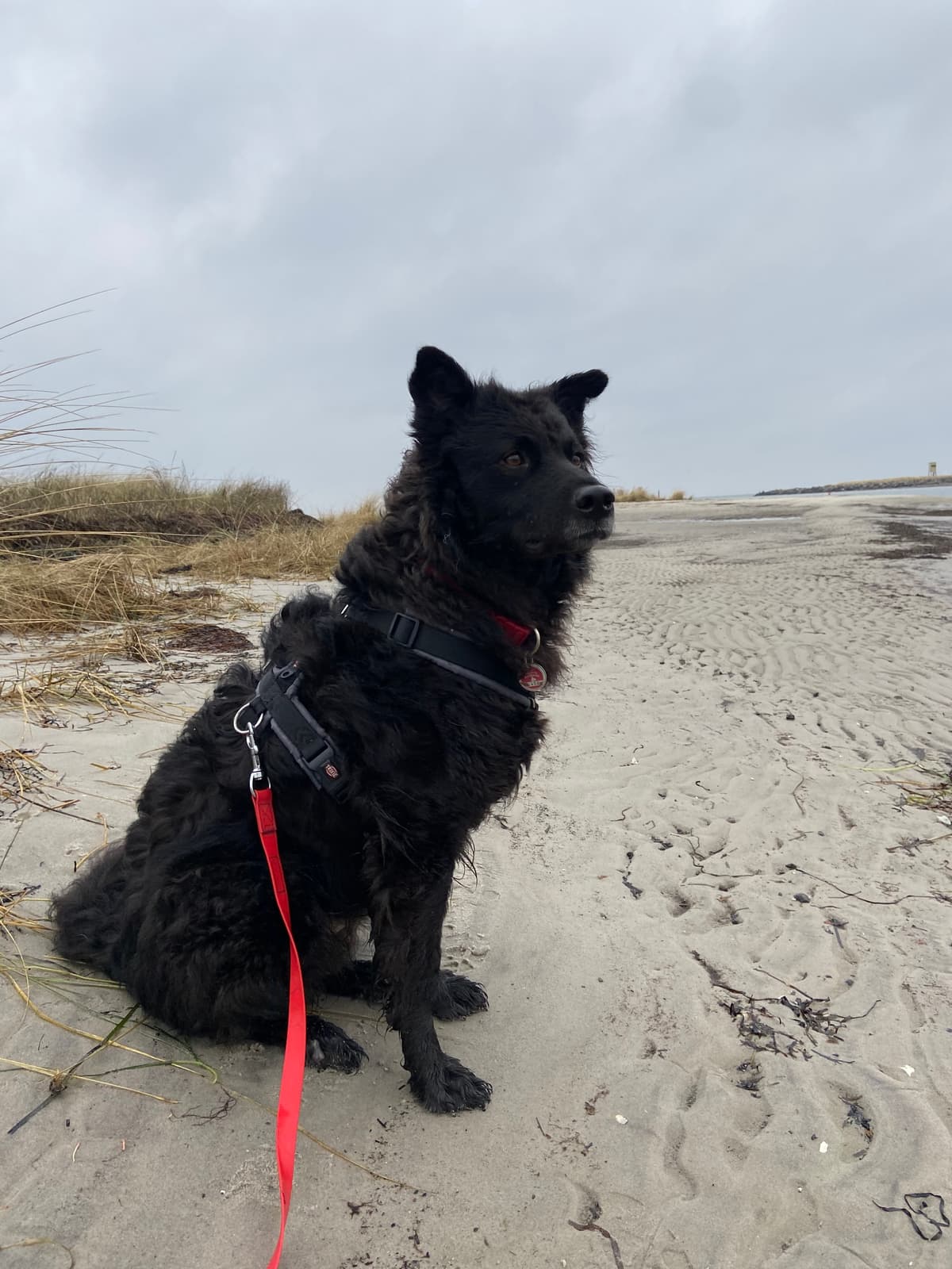 Carlo - Deutscher Schäferhund - Bild 4