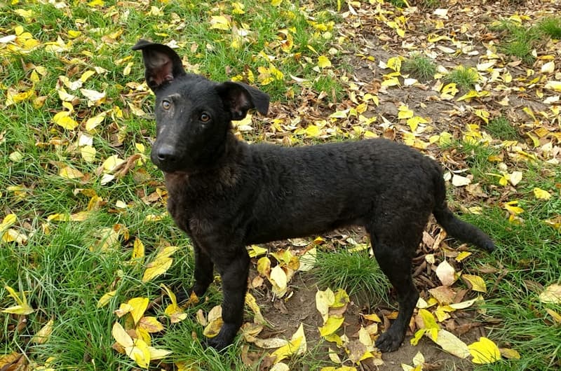 Hanni -  - Bild 1