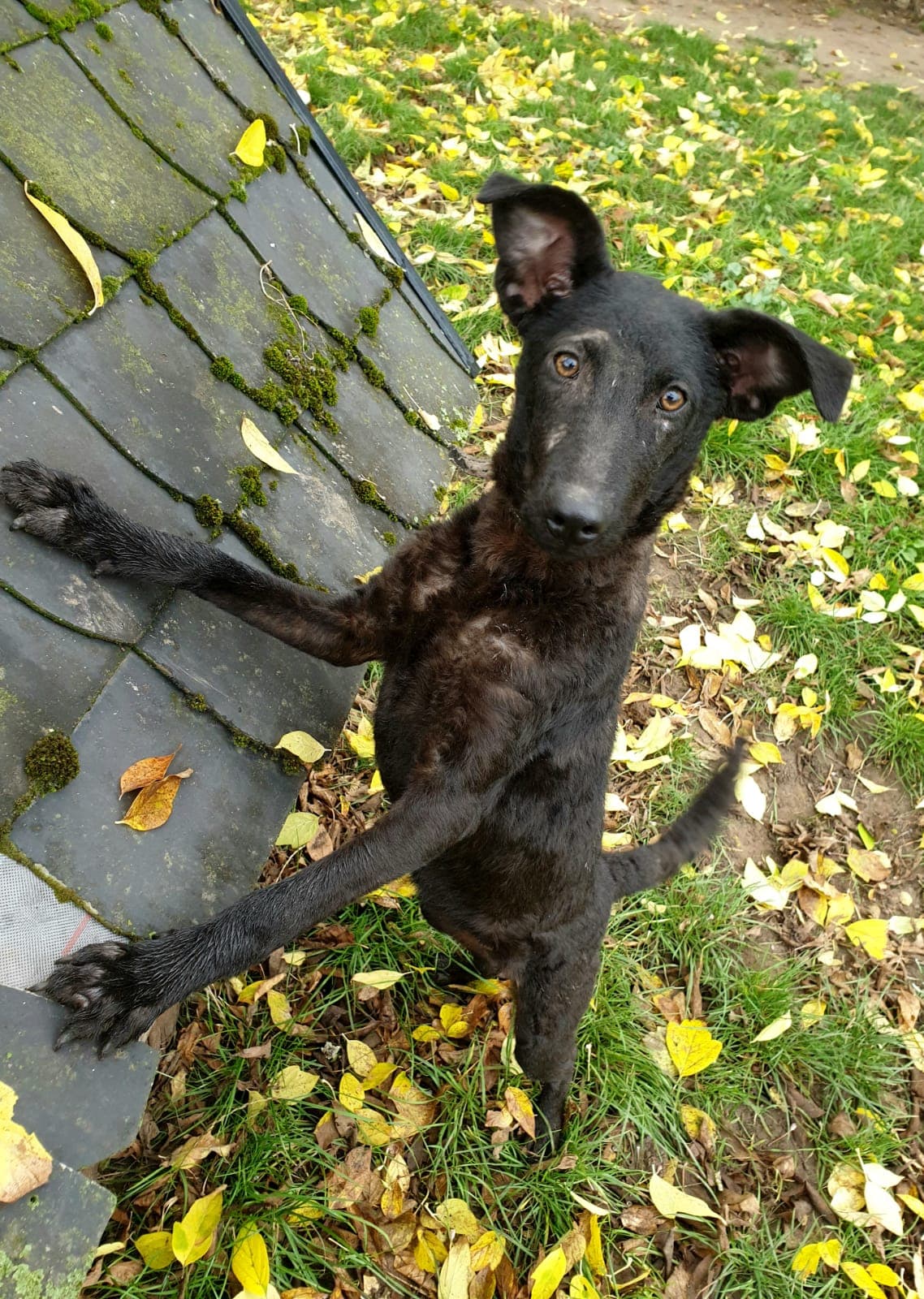 Hanni -  - Bild 3