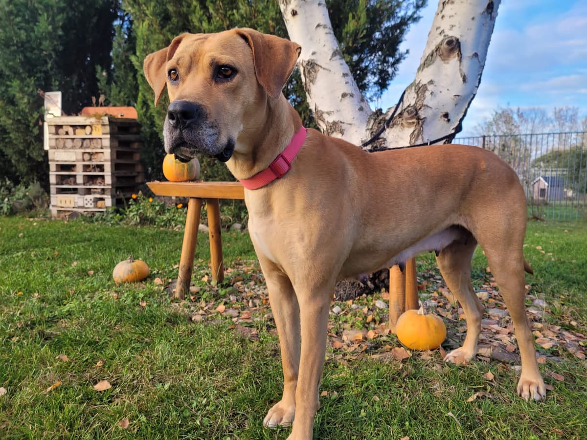 Izzy -  - Bild 2