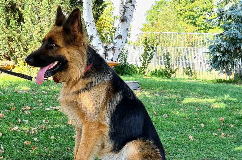Liv - Deutscher Schäferhund - Bild 1