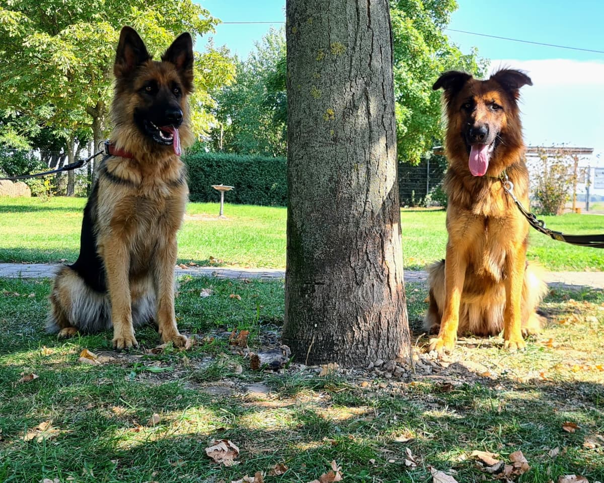 Liv - Deutscher Schäferhund - Bild 2
