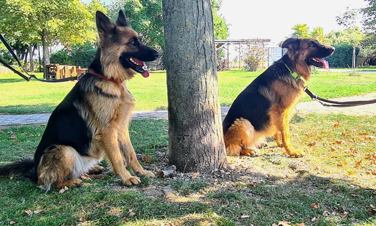 Liv - Deutscher Schäferhund - Bild 3