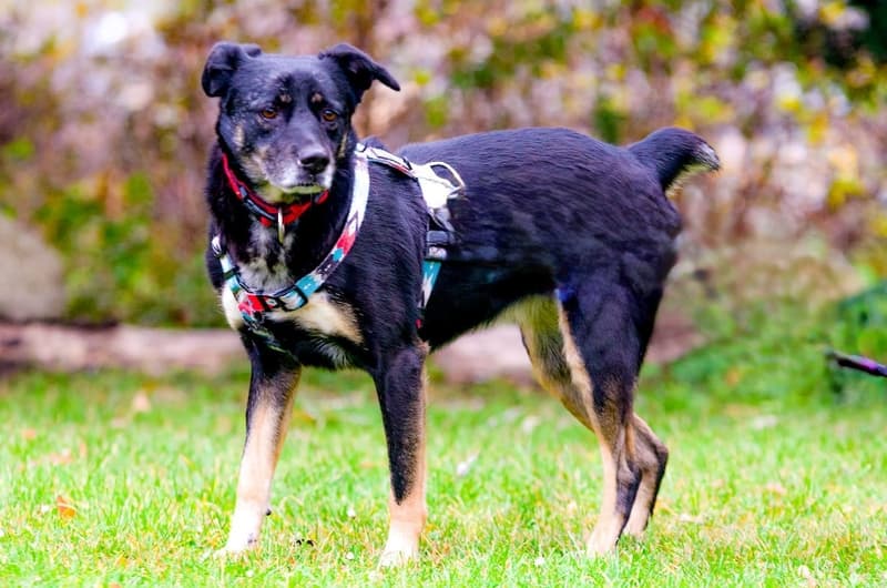 Loki -  - Bild 1