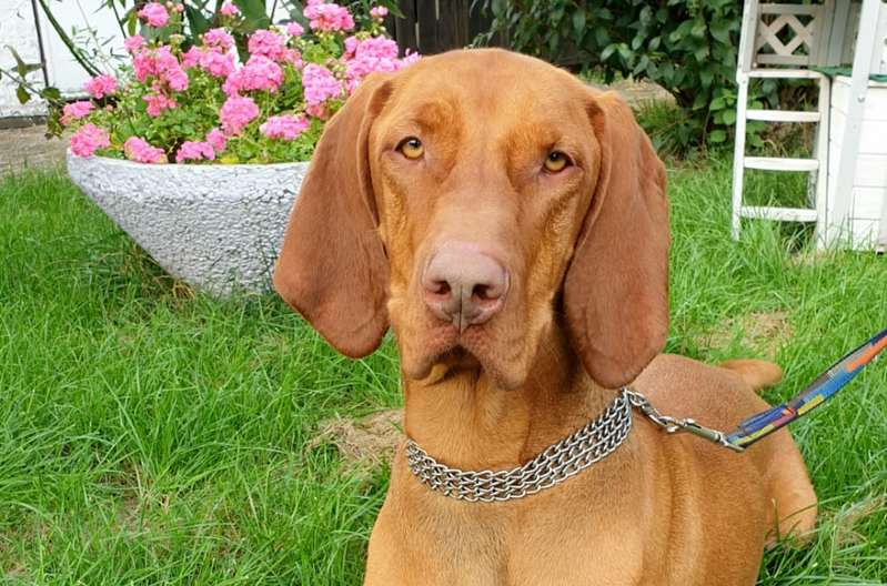 Rudy -  - Bild 1