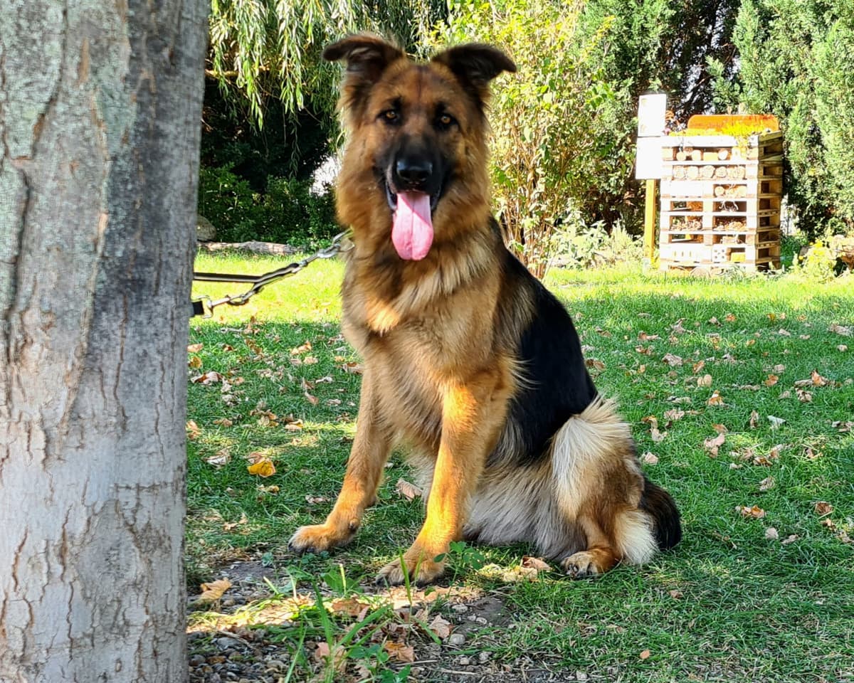 Suri - Deutscher Schäferhund - Bild 2