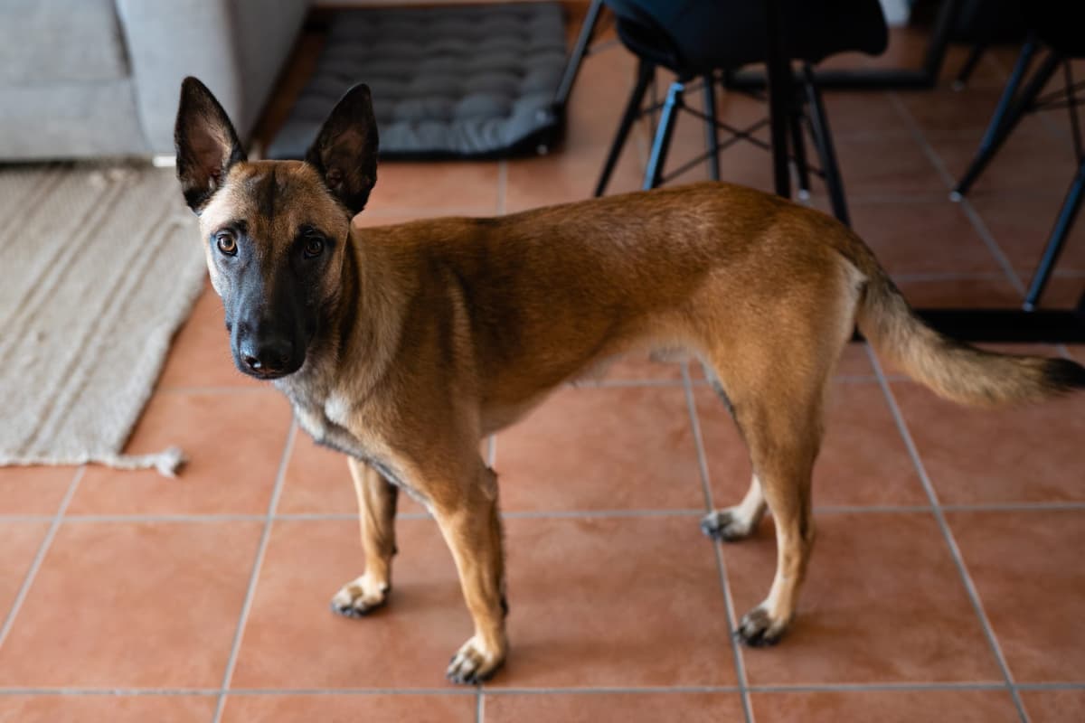 Loki -  - Bild 5