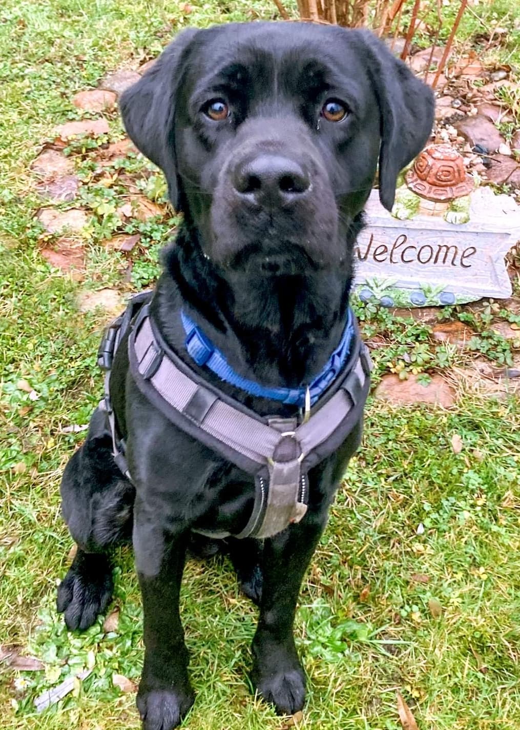 Max - Labrador Retriever - Bild 2