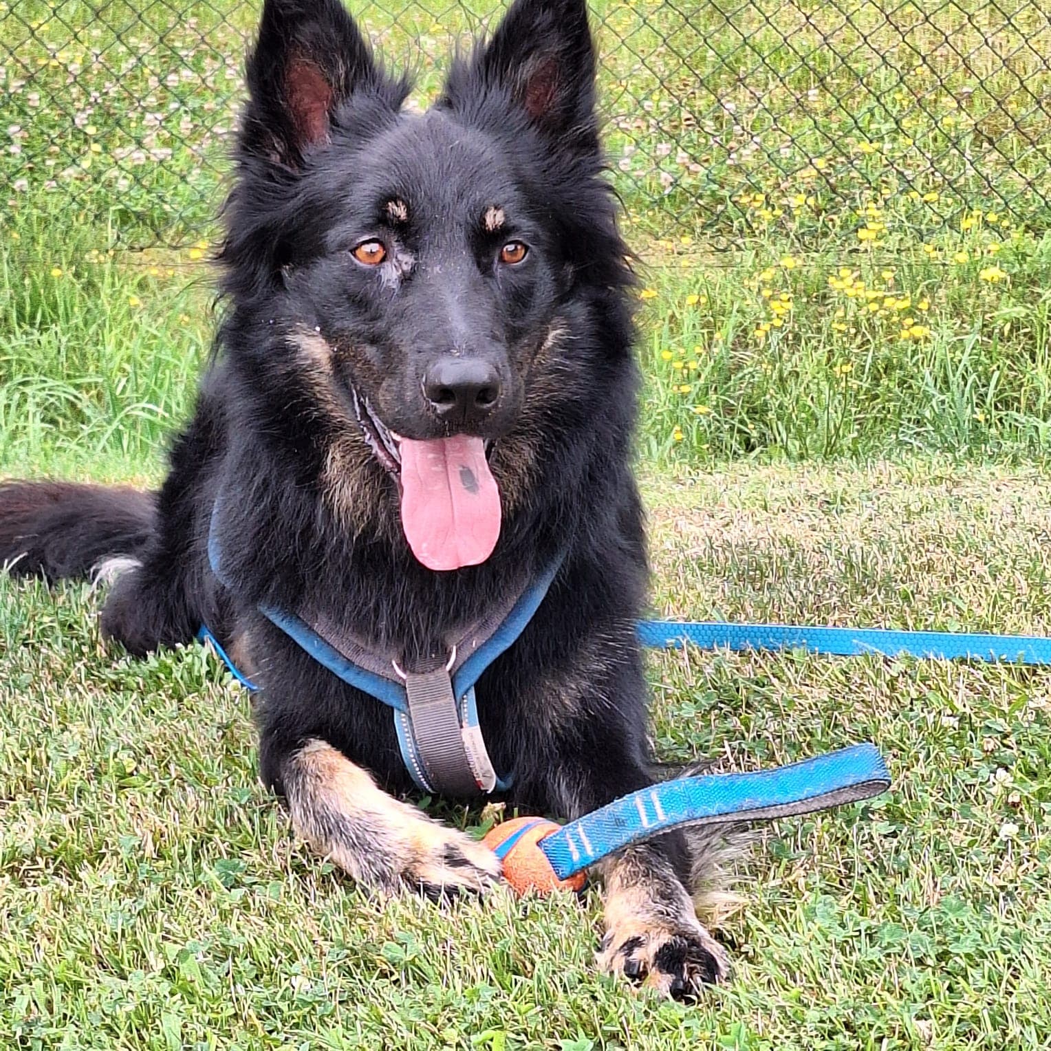 Spike - Deutscher Schäferhund - Bild 3