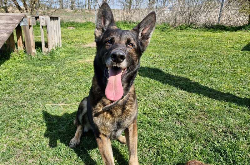 Deutscher Schäferhund Aaron