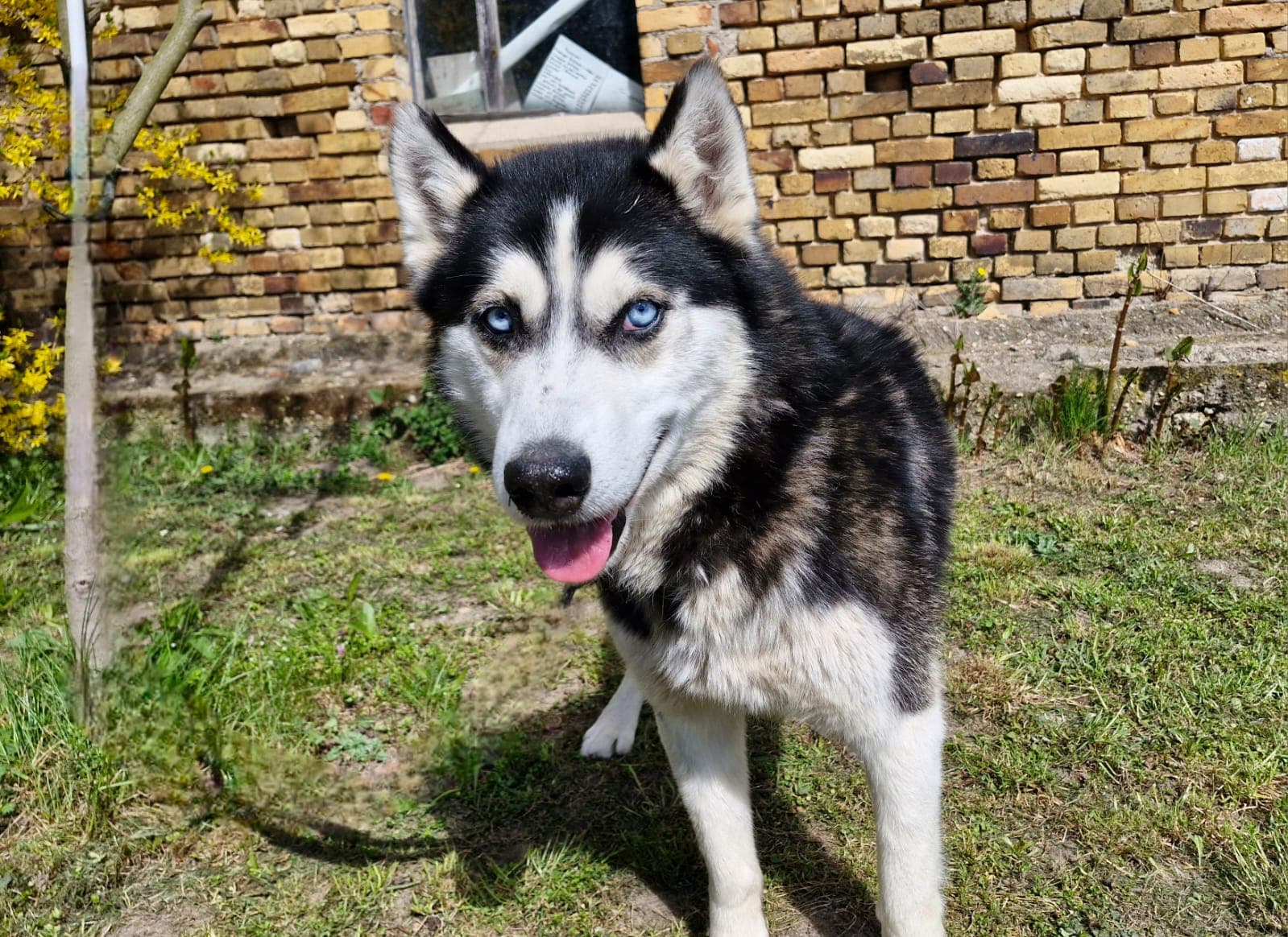 Iluq - Siberian Husky - Bild 2
