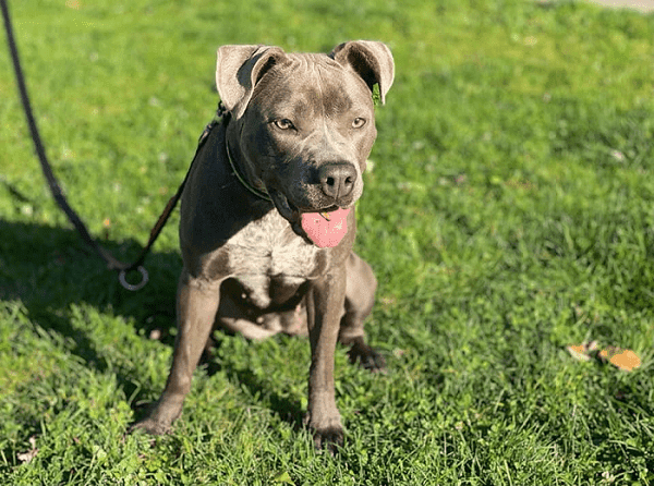 American Staffordshire Terrier Icy