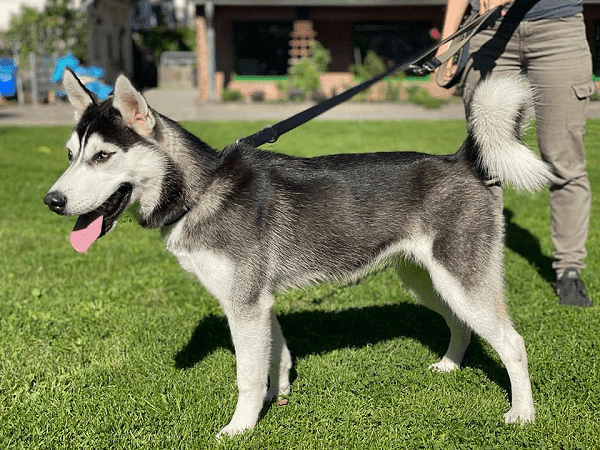 Siberian Husky Bounty