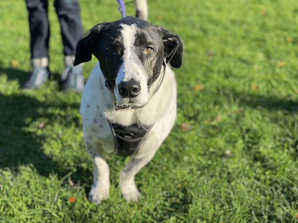Bruno -  - Bild 2