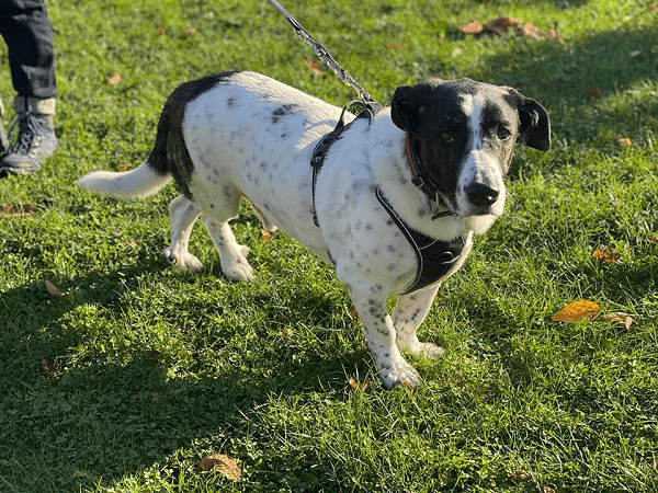Bruno -  - Bild 3