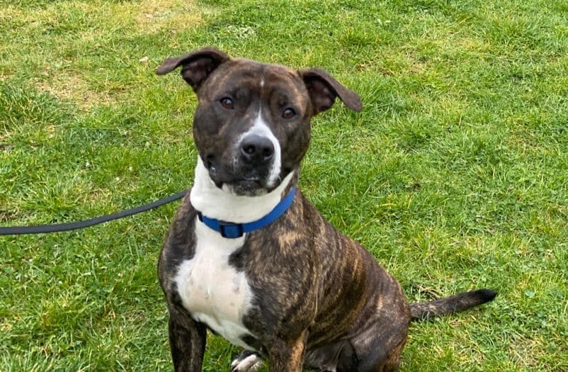 American Staffordshire Terrier Cookie