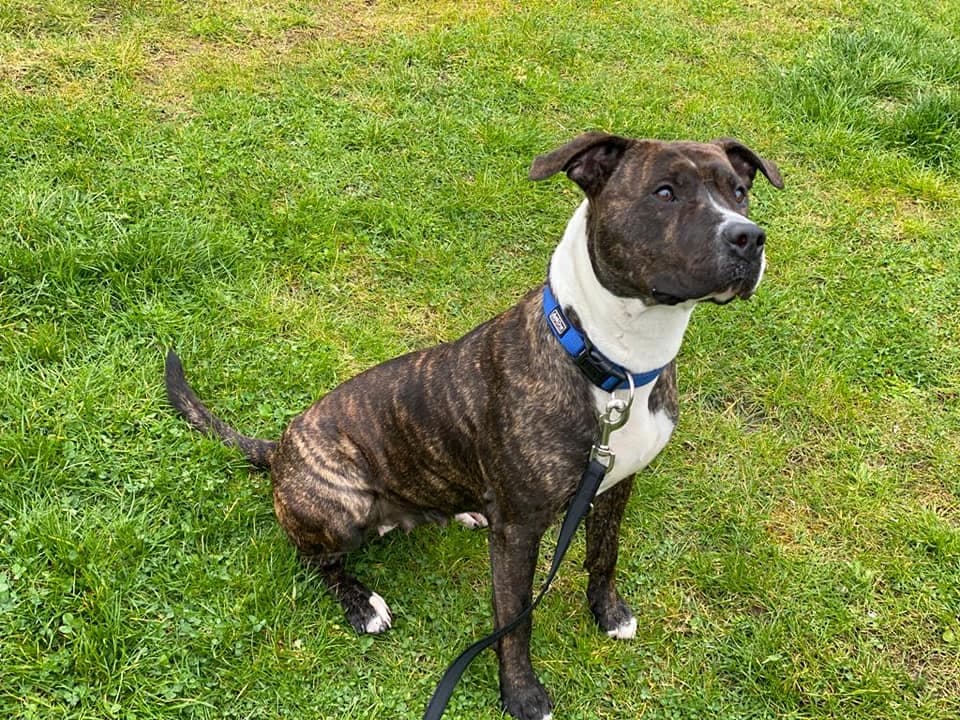 Cookie - American Staffordshire Terrier - Bild 3