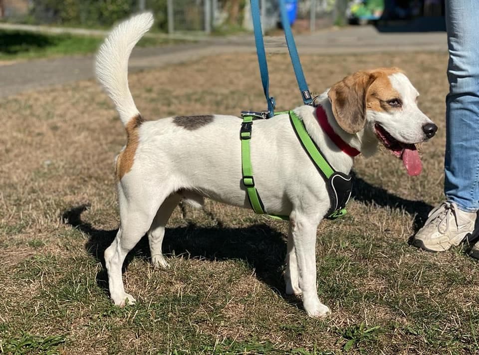 Beagle-Mix Frodo