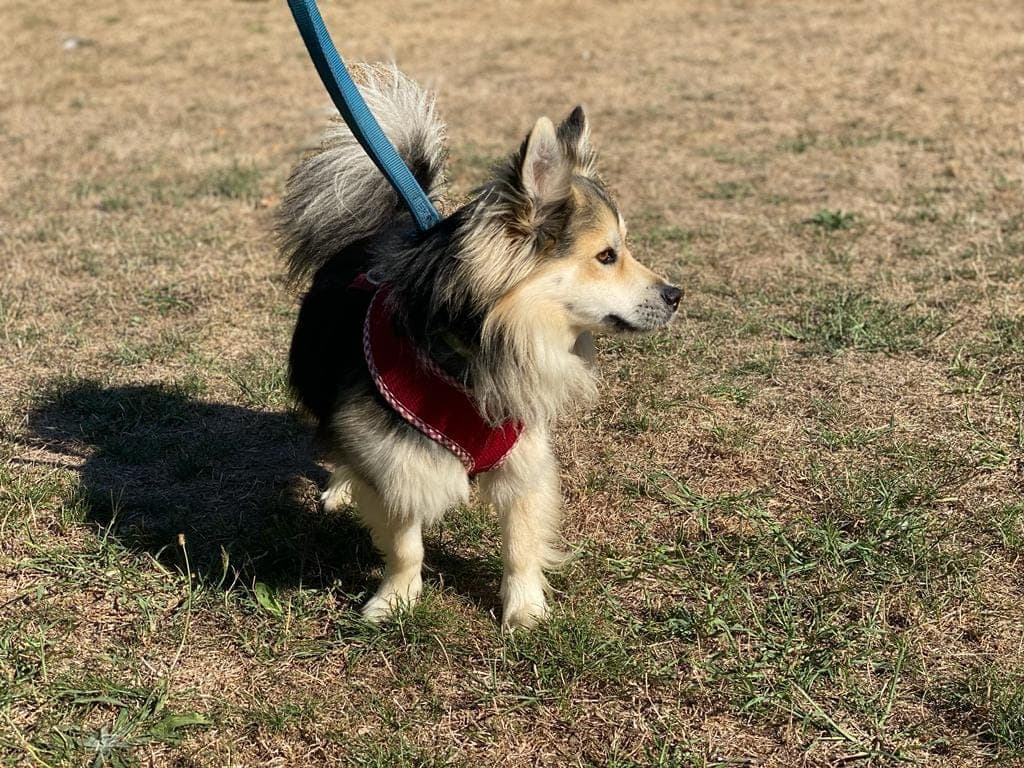 Gino -  - Bild 3