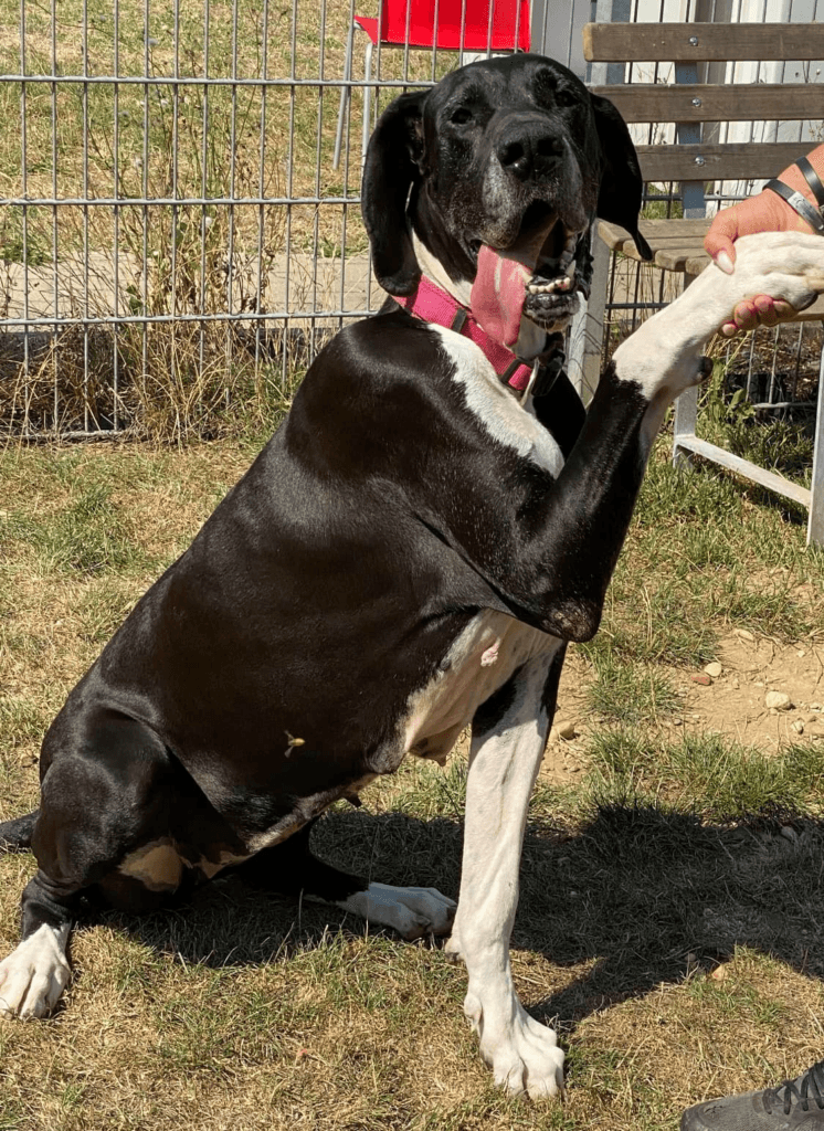 Elly - Deutsche Dogge - Bild 1