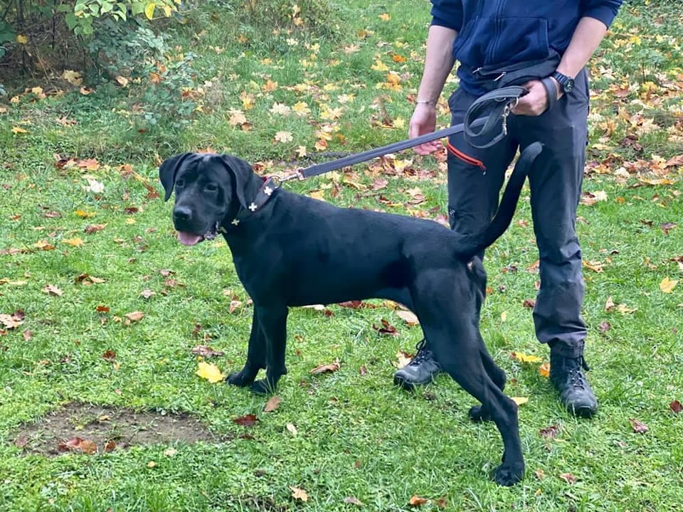 Cane Corso Italiano Alwa