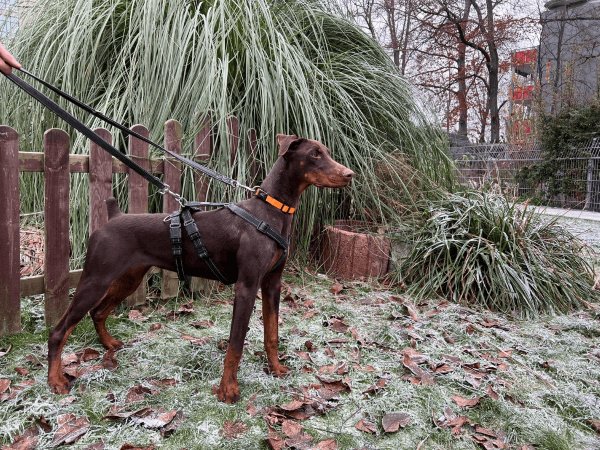 Nadia -  - Bild 1