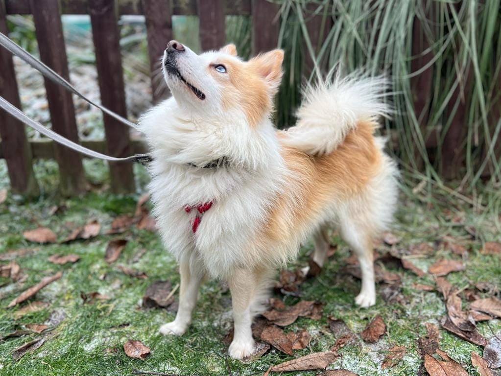 Jackie -  - Bild 1