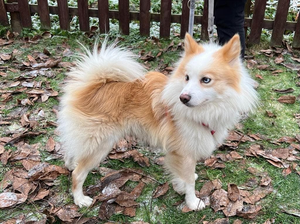Jackie -  - Bild 2