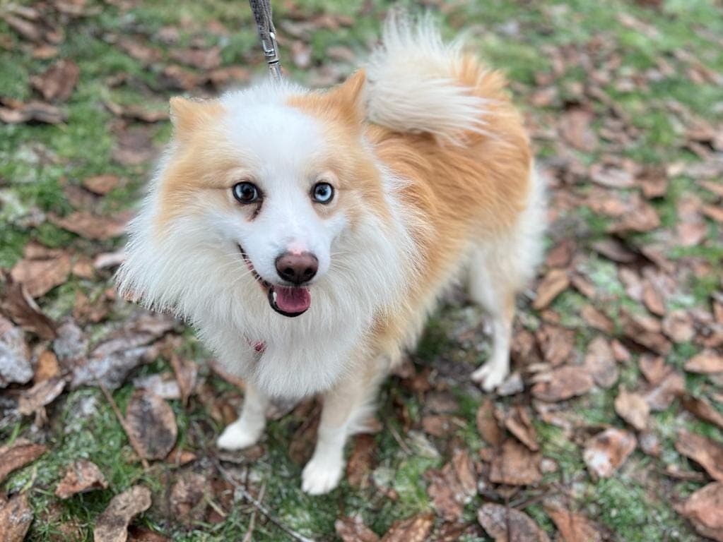 Jackie -  - Bild 3