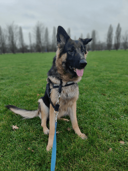 Luna - Deutscher Schäferhund - Bild 1
