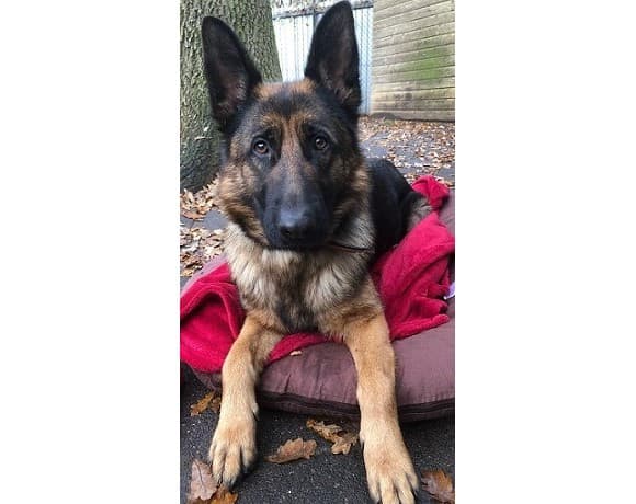 Cleo - Deutscher Schäferhund - Bild 1