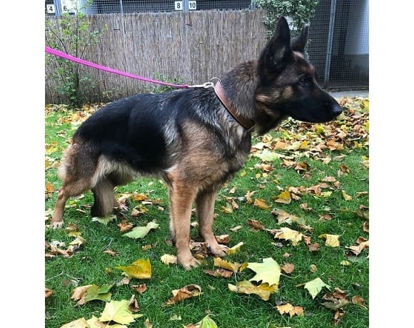 Cleo - Deutscher Schäferhund - Bild 2
