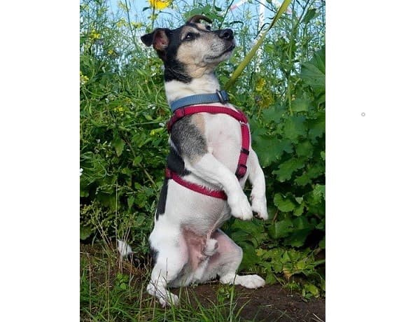 Jack Russell Terrier Rizzo